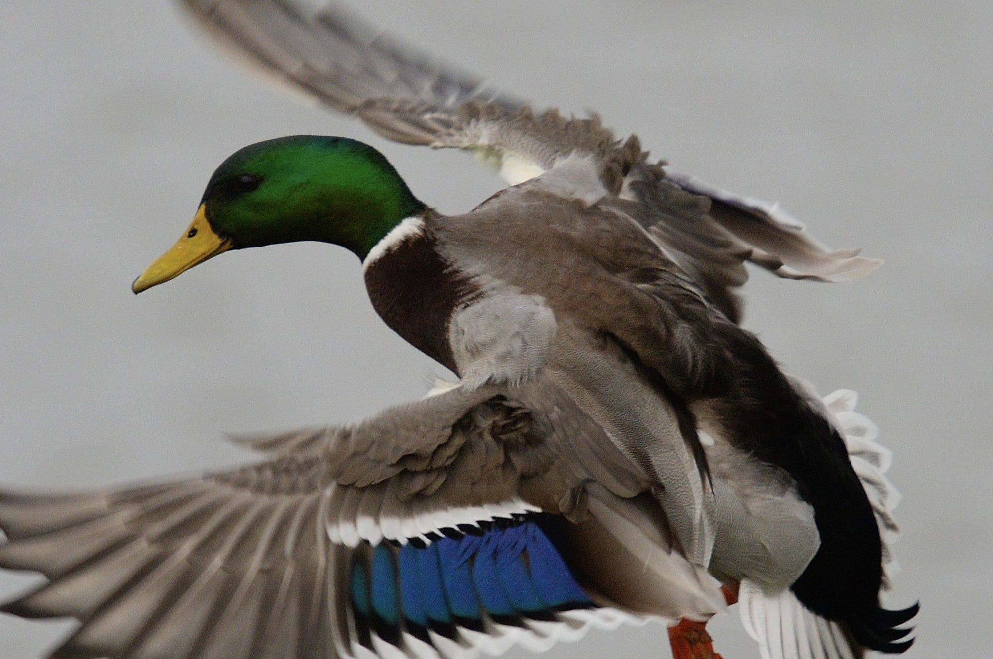 Ducks Unlimited Conservation