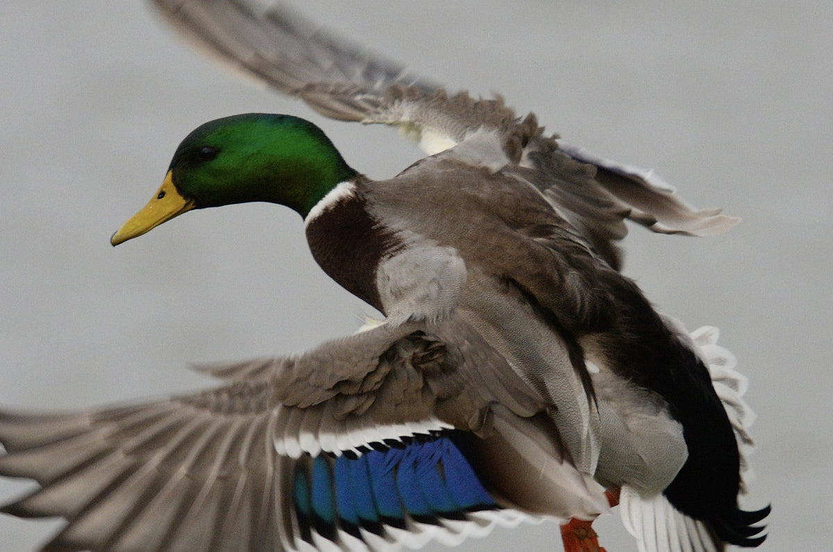 Ducks Unlimited Conservation