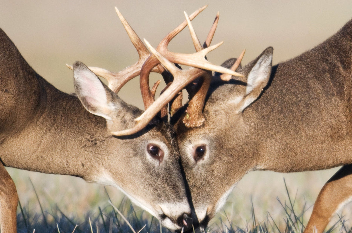 31st Annual Los Cazadores Hunting Awards